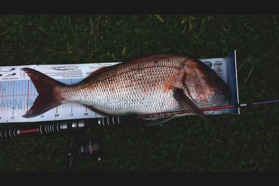 Craig Miller caught this 66.cm Snapper at Gisborne during The Export NZ Fishing Competition